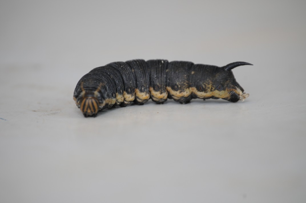 Di cosa si tratta ?? - Agrius convolvuli, larva